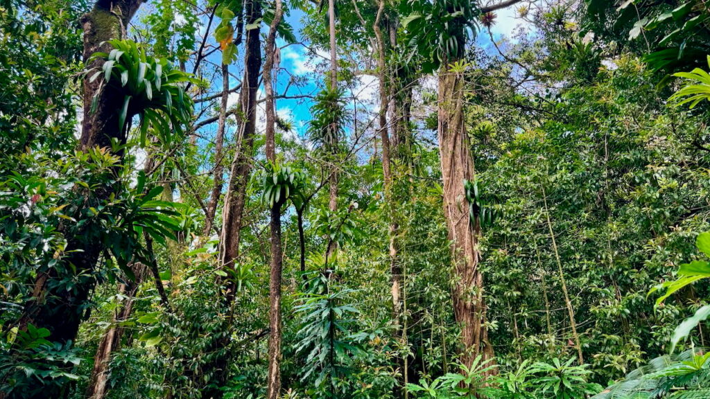 Mano Falls Trail Blick in den Dschungel