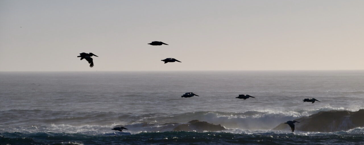 Habefernweh_SFO_LA_1 Pelikane bei Carmel